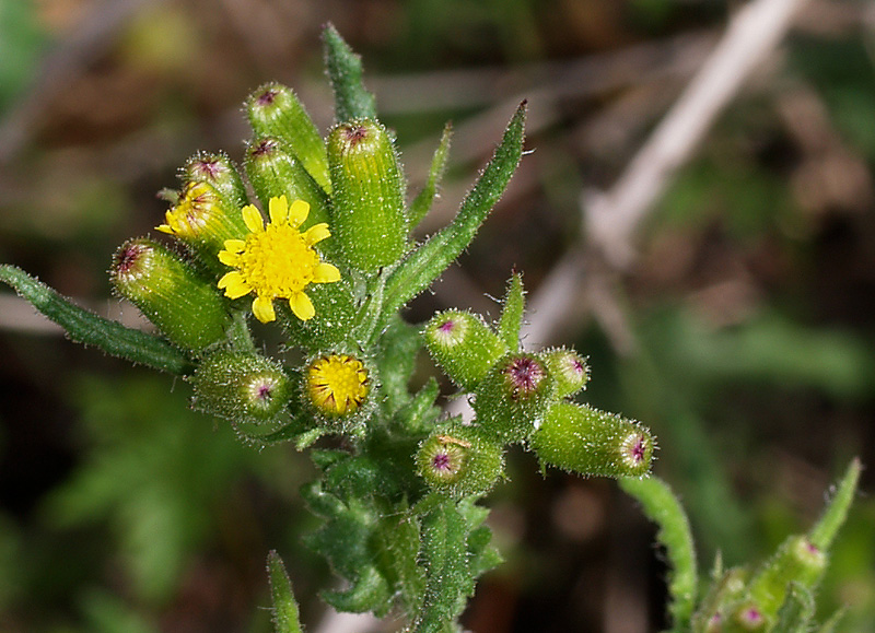 Senecio lividus